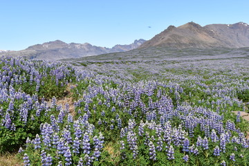 Obraz premium Purple lupins with big mountains in background on the way to the Vatnajökull National Park in Iceland