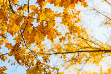 oak branches against the sky