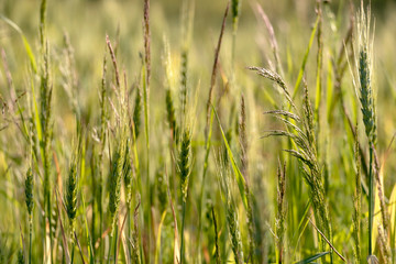 Close up of green wheat on a warm soft spring sun. Wheat plant detail in Agricultural field