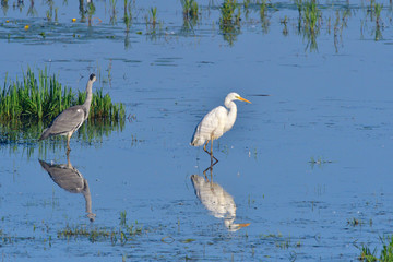 Silberreiher und Graureiher beim Fischfang	