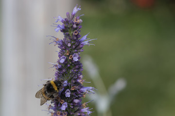 Blütenmakro