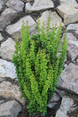 green moss on stone wall