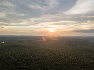 Aerial View - Palm Trees at  sunrise.