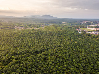 Fototapeta premium Aerial View - Palm Trees at sunrise.