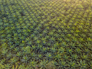 Aerial View - Palm Trees at  sunrise.