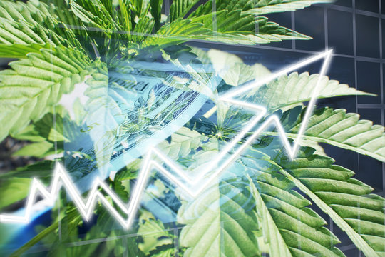 Cannabis Industry Stock Profits Exploding High Quality 