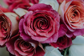 Pink Roses