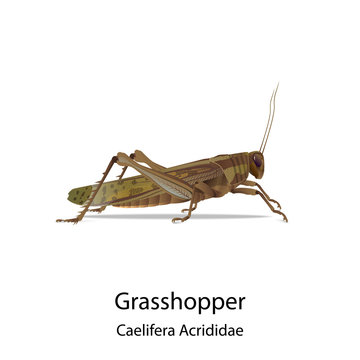 Grasshopper vector on white background and had shadow,text for type of it.