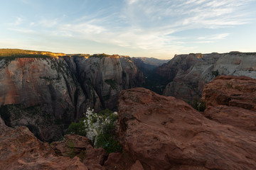 A few white flowers grow on the edge of the cliff at the end of the Overlook hike in Zion National park.