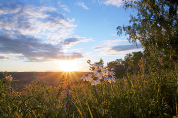 Daisy flower in the rays of the setting sun. Daisy at sunset
