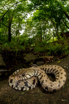 Natrix helvetica