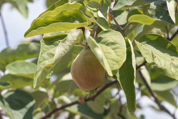 Quitten am Baum