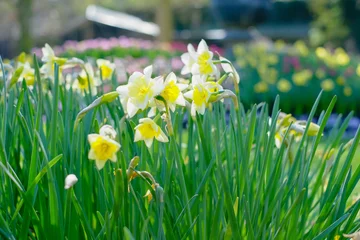 Poster Im Rahmen Erstaunlich schöne gelbe Narzissen oder Narzissenblumen, Narcissus Pseudonarcissus, auf einem Feld im Morgensonnenlicht, einen Frühlingshintergrund, Blumenlandschaft darstellend. © Bjorn B