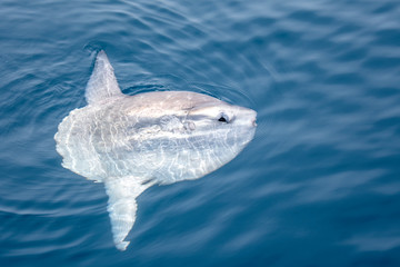 Pesce Luna