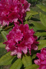 rododendron, kwiat,o gród, natura, wiosna