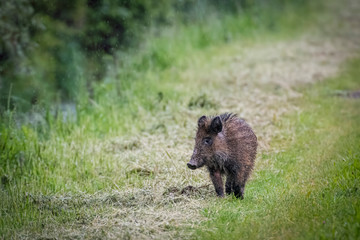 Piccolo cinghiale