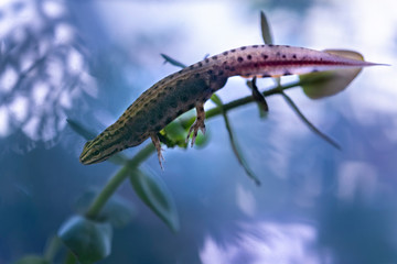 Tritone punteggiato