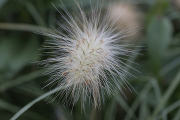 Fototapeta premium Blüte als Hintergrund, 