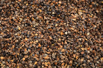 buckwheat