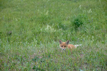Little fox cub hiding in the green grass. little fox
