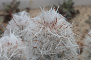 Sukkulenten als Hintergrund