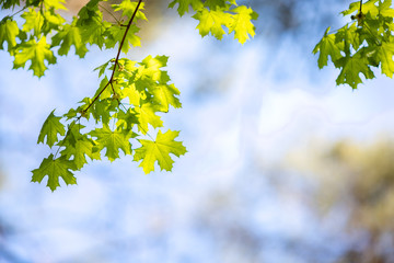 Sun and green leaves. Green leaves on a background of blue sky and sunshine. Sun rays in green leaves of trees
