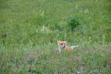 Little fox cub hiding in the green grass. little fox