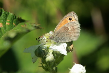 Papillon le Myrtil