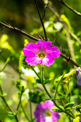 Fototapeta premium Beautiful purple Geranium Flowers in the garden.