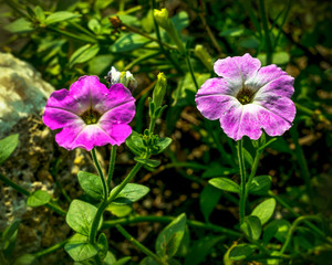 Fototapeta premium Beautiful purple Geranium Flowers in the garden.with green background.