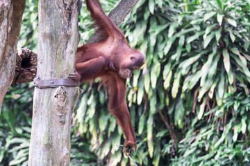 Bornean orangutan while swinging on vines in a zoo
