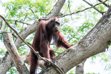 Bornean orangutan while swinging on vines in a zoo