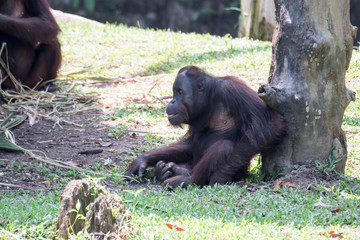 Bornean orangutan while resting on a tree sitting on grass