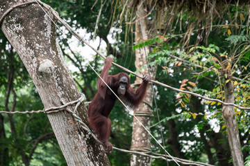Bornean orangutan while swinging on vines in a zoo