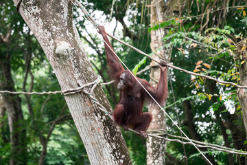 Bornean orangutan while swinging on vines in a zoo