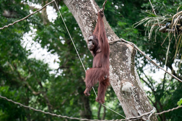 Bornean orangutan while swinging on vines in a zoo