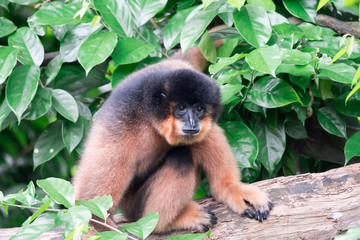 Spider Monkeys Ateles geoffroyi monkey while on a tree