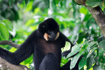 Black spider monkey Ateles chamek while eating vegetable on a tree