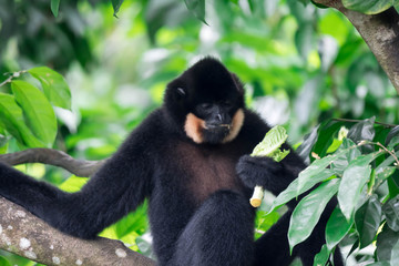 Black spider monkey Ateles chamek while eating vegetable on a tree