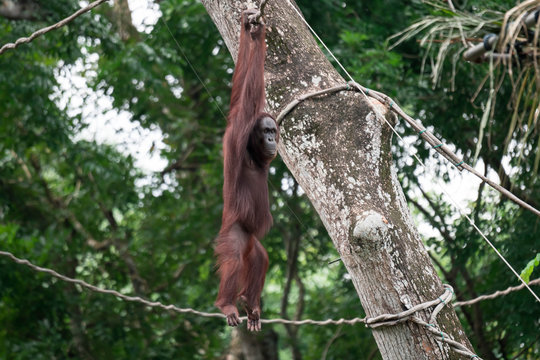 Bornean orangutan while swinging on vines in a zoo