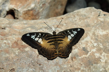 yellow black color butterfly on rock
