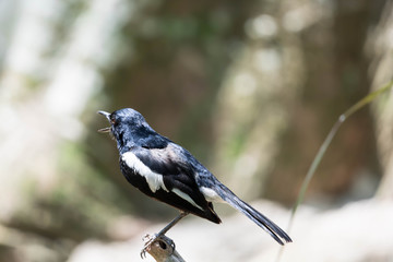 Obraz premium Magpie robin while on a tree branch looking for food isolated