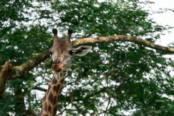 Giraffes head cloe up shot whle eating green background