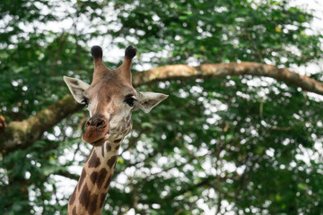 Giraffes head cloe up shot whle eating green background