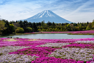 Fuji Mountain with colorful pinkmoss. Mount Fuji, Fujisan located on Honshu Island, is the highest mountain in Japan.