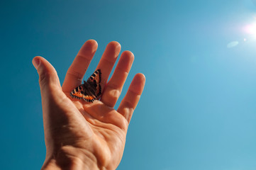 a man's hand with a butterfly on his fingers stretches to the sun against the blue sky