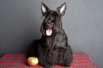 Young scottish terrier on a tartan cloth