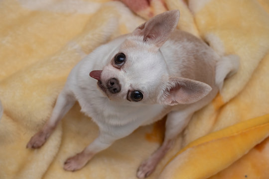 chihuahua  sacando la lengua