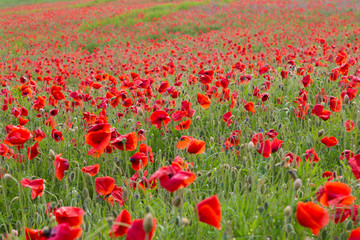  Red poppy flowers field