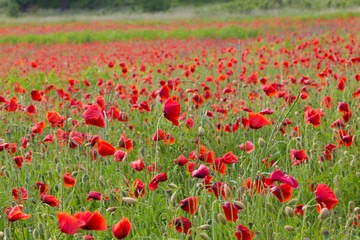  Red poppy flowers field
